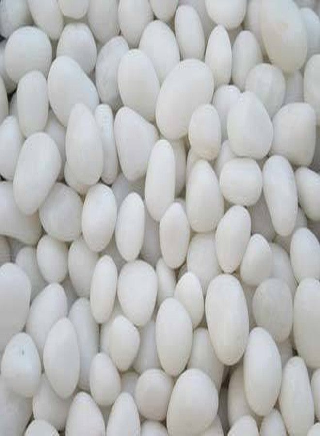 Maalavya 30-60 MM White Unpolished Marble Pebbles for Garden Decor 7 KG - Image 1